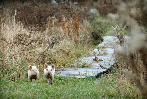 我們的環(huán)境會好嗎？——“數(shù)說”大氣、水、土壤污染防治三大戰(zhàn)役